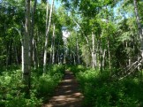 Birch forest, with birch bent by previous seasons' snowfall